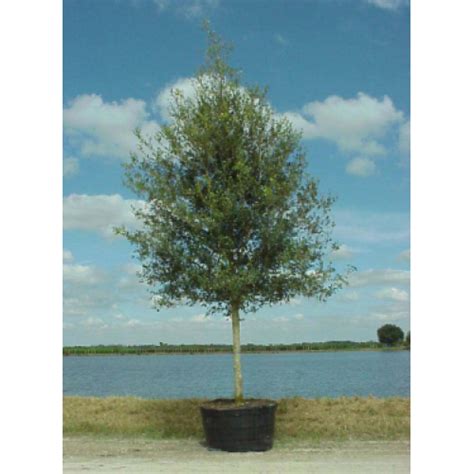 200 Gallon Live Oak Tree Price